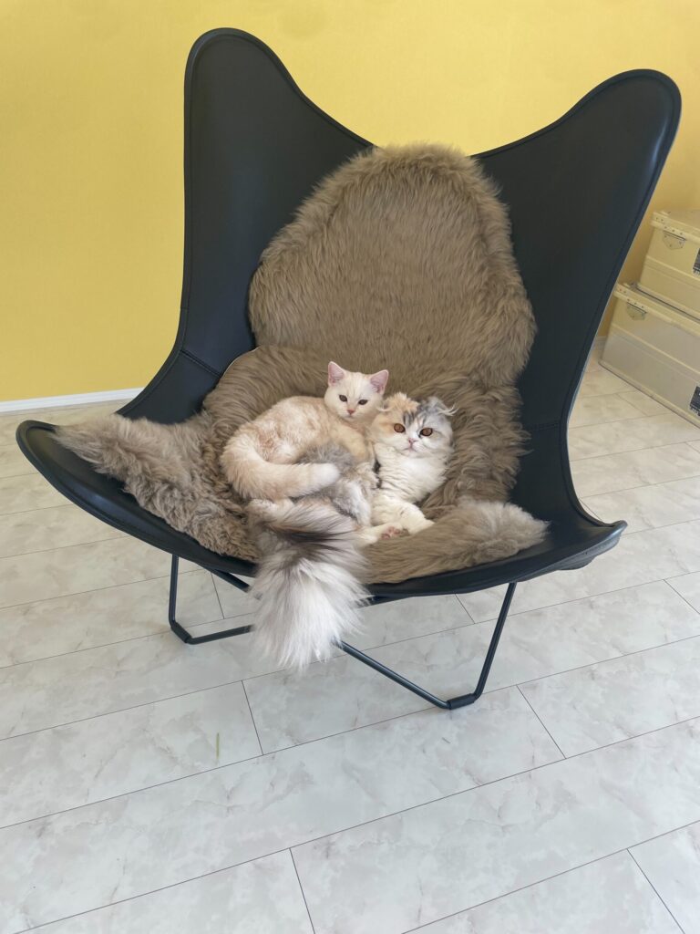 バタフライチェア